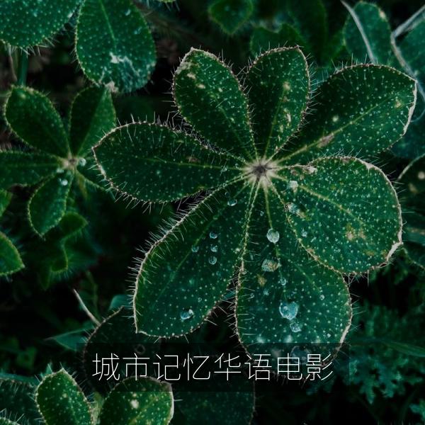 城市记忆华语电影
